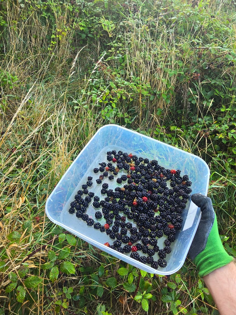 blackberries_outside