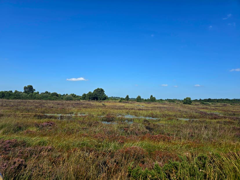 bog_landscape