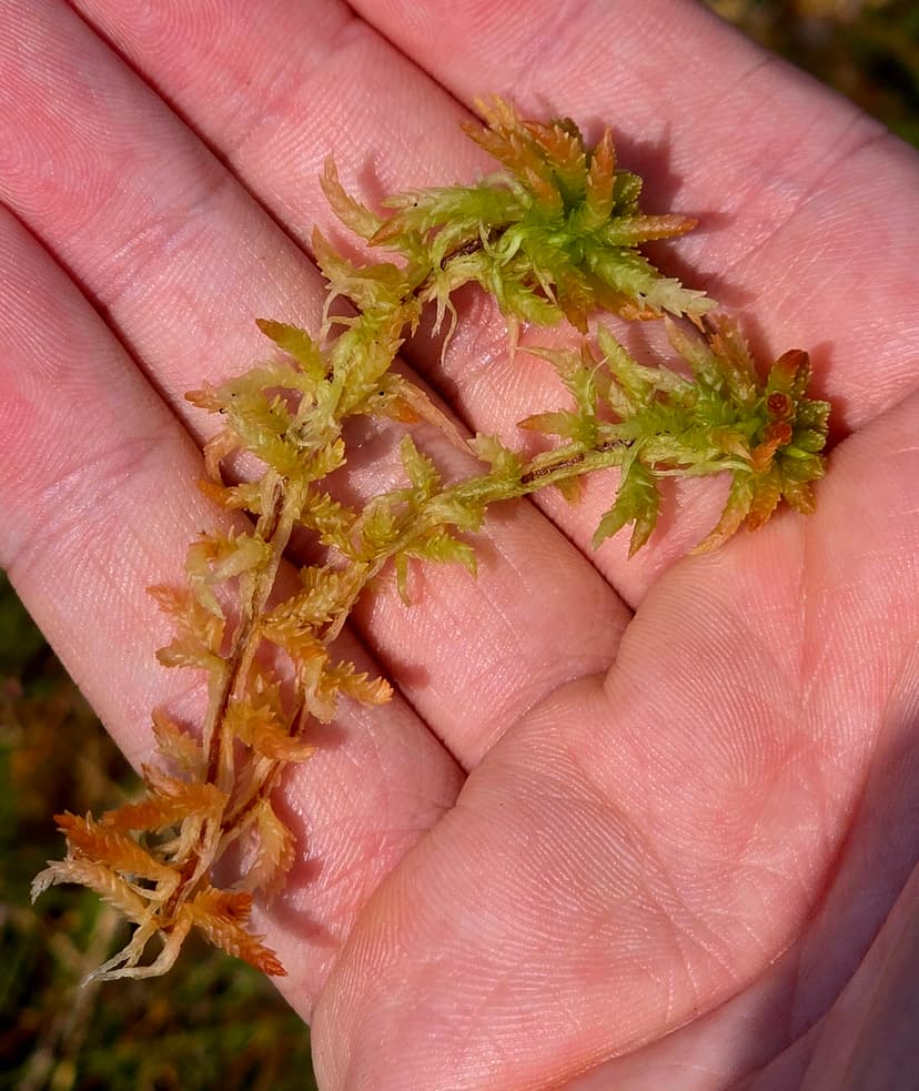 sphagnum