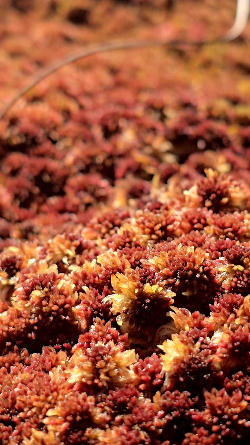sphagnum2