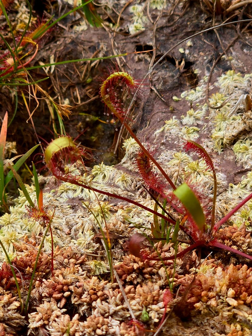 sundew