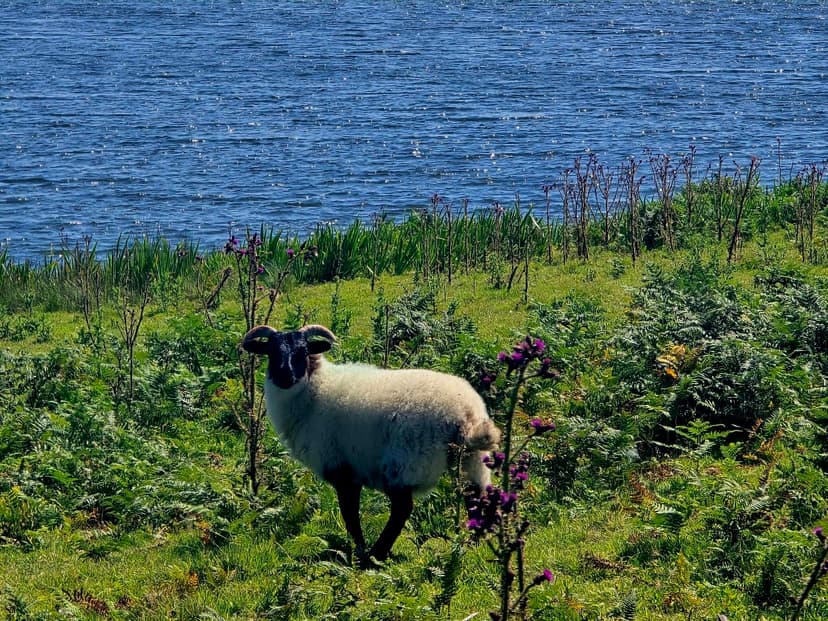 rathlin2
