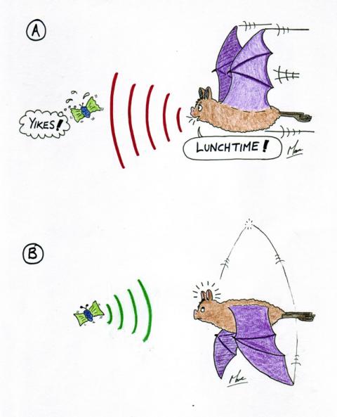 Bat Echolocation Cartoon