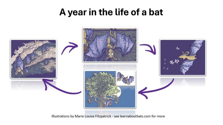 Bat Lifecycle