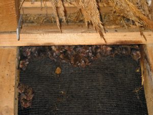 Bat Roost at Glengarrif