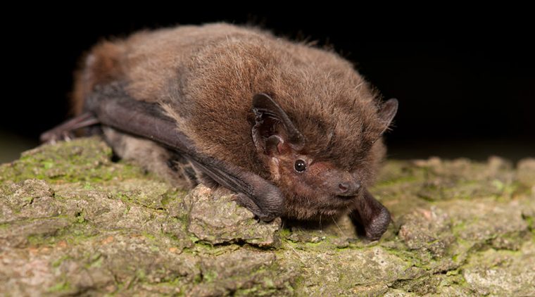 Nathusius Pipistrelle Bat