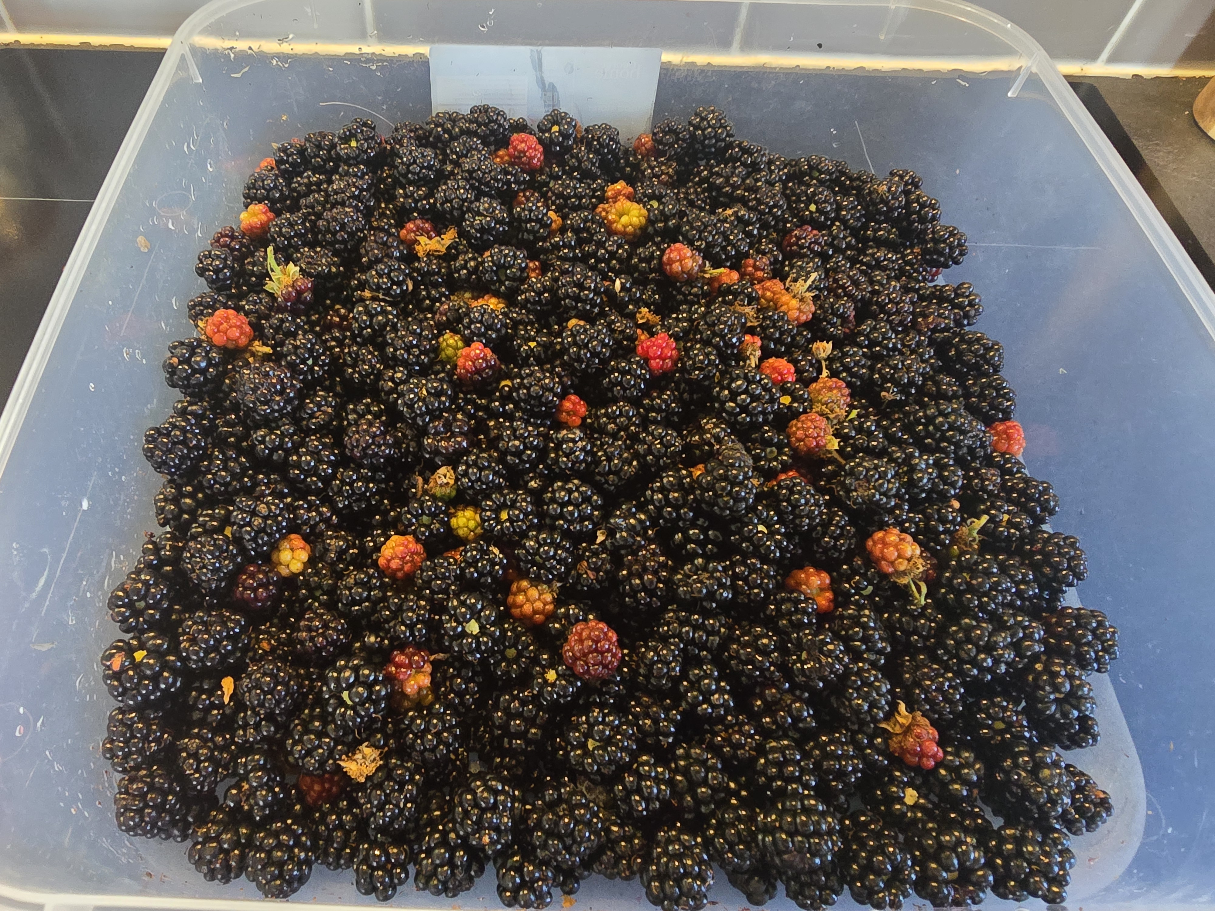 All the berries I picked