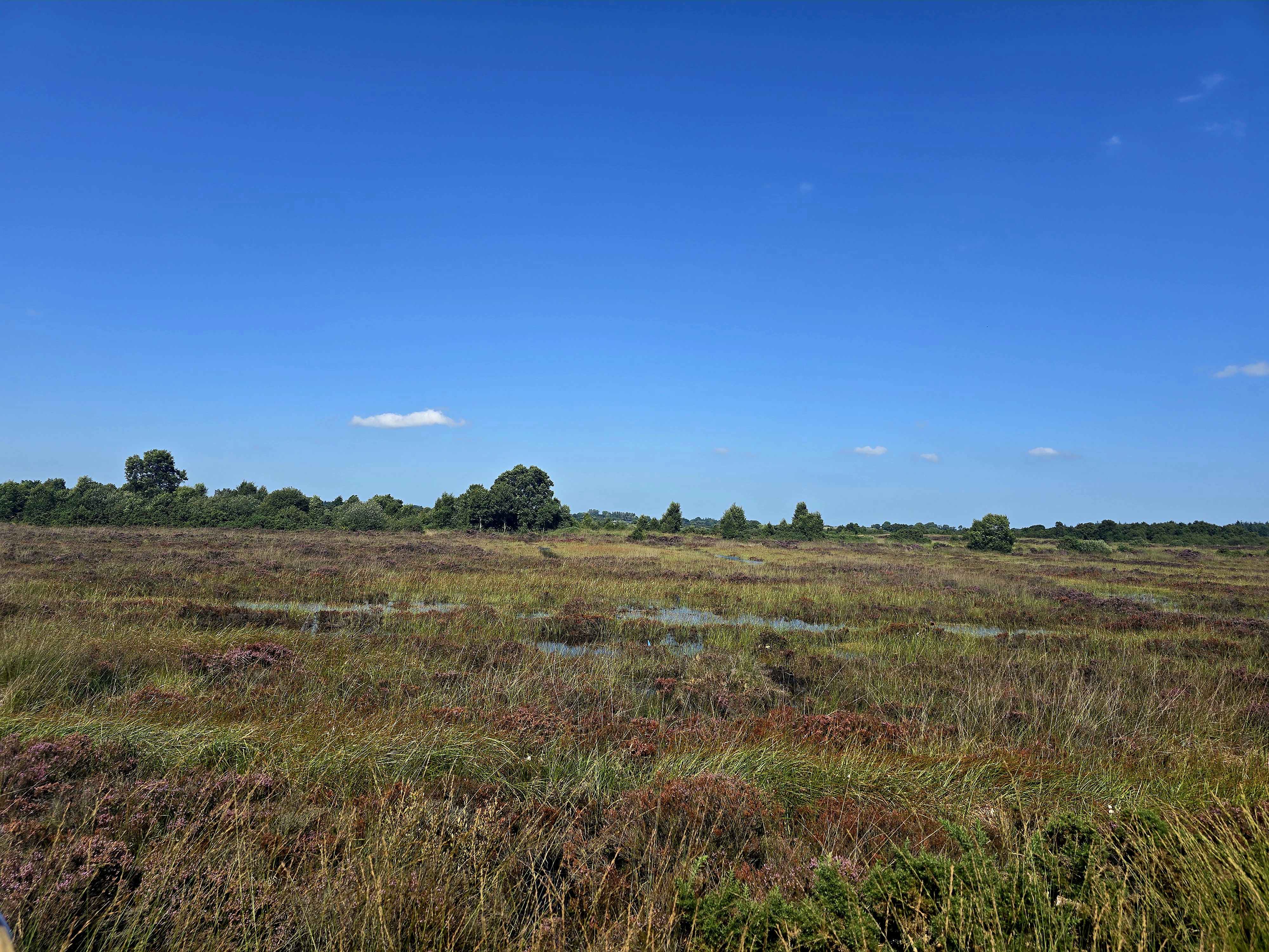 A large view of Garry Bog