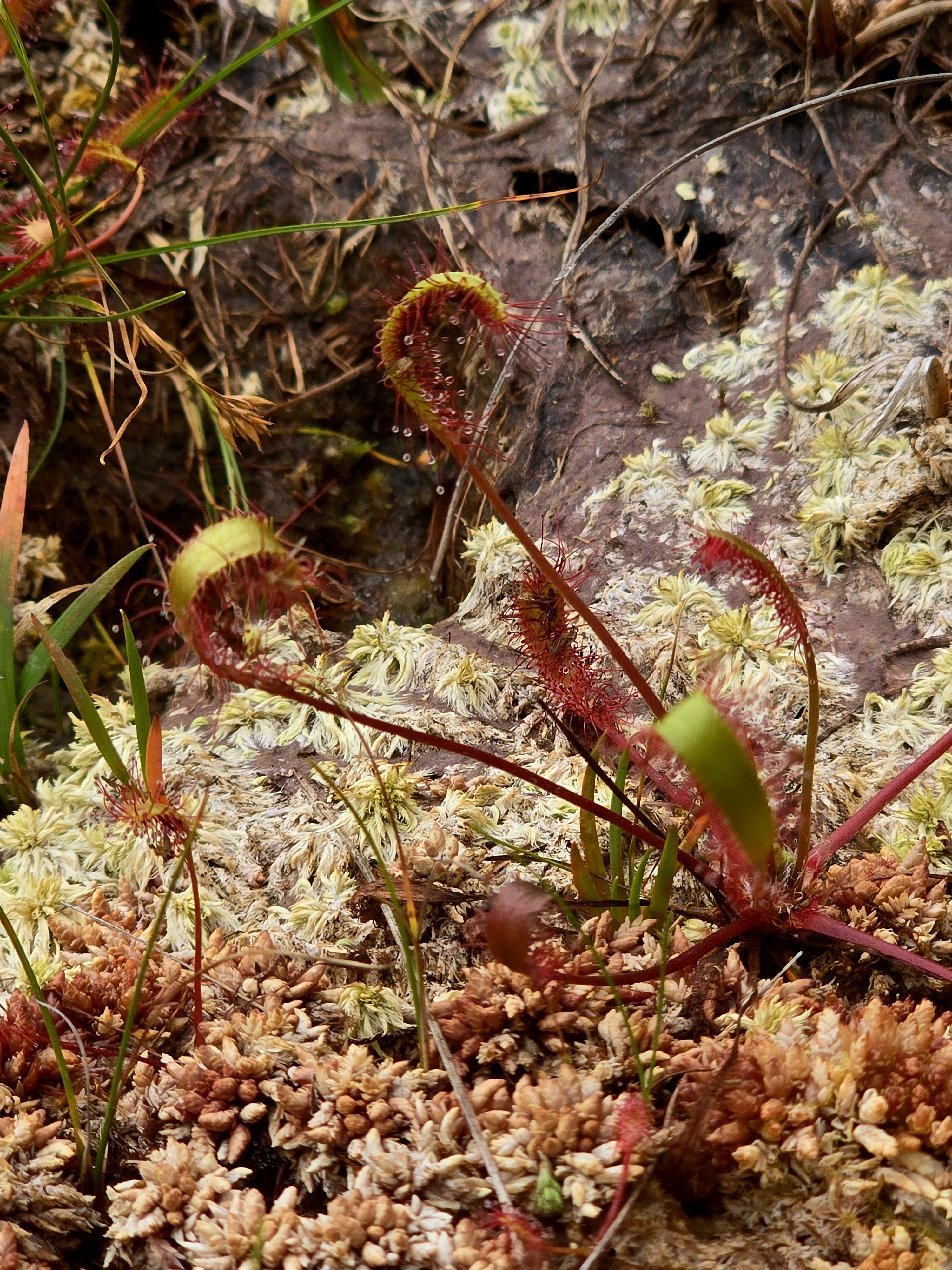 A great sundew